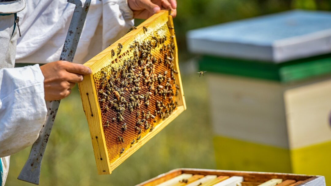 We invite you to the seminar "Development and support of beekeeping in the Yaroslavl region"