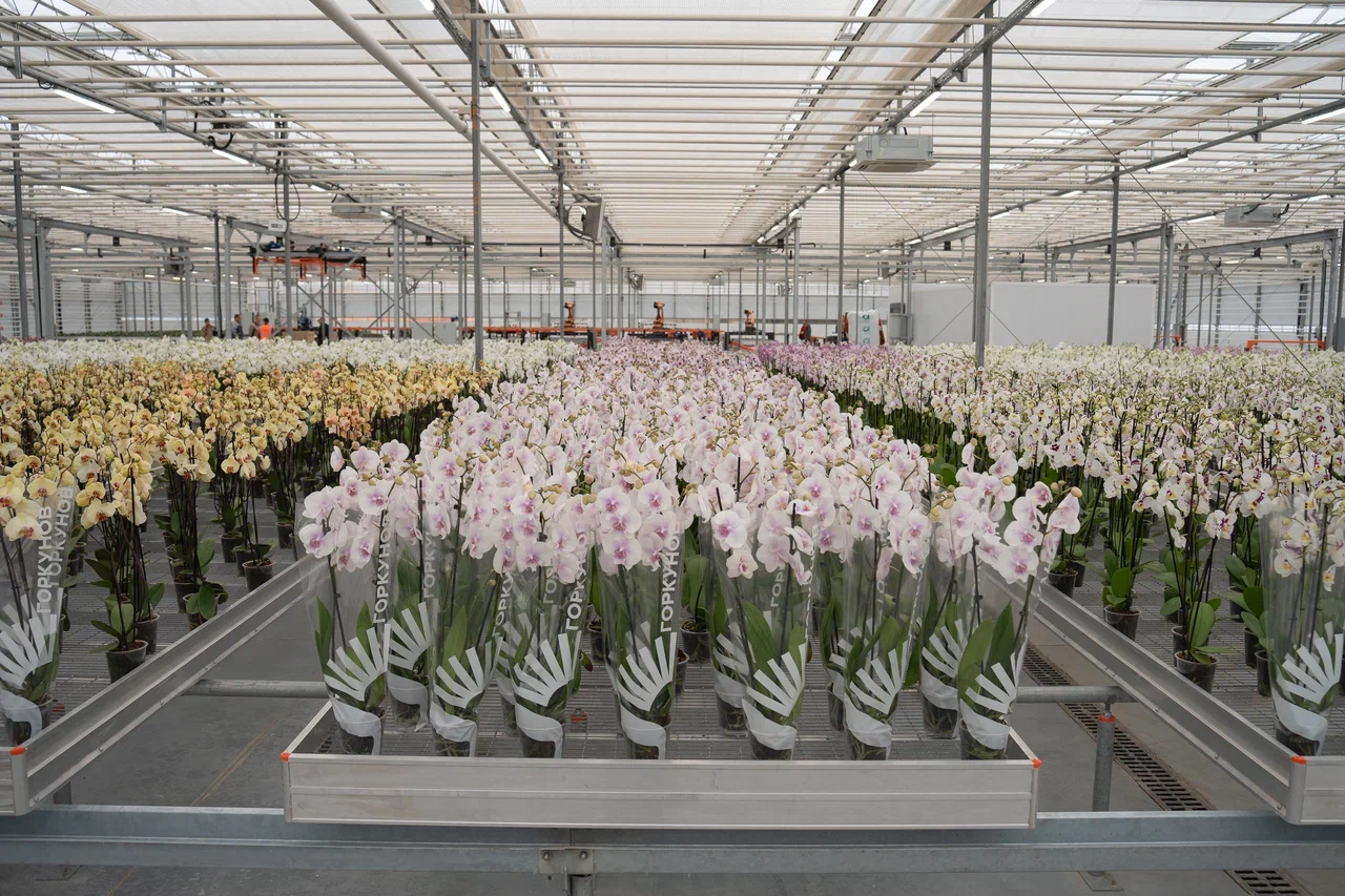 Opening of orchid production and microcloned plant breeding laboratory